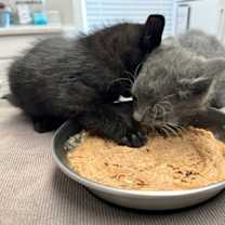 Thumbnail photo of Duvalin #3