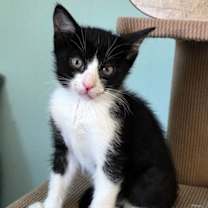 Thumbnail photo of Tanis #1