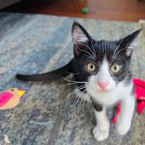 Thumbnail photo of Tanis #2