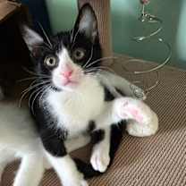 Thumbnail photo of Tanis #3