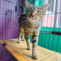 Thumbnail photo of Elixir  #3