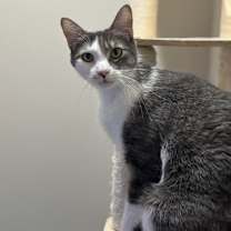 Thumbnail photo of Jay Jay #1