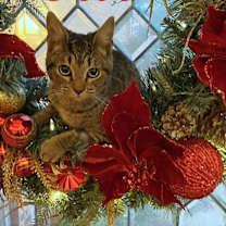 Thumbnail photo of Tess #1