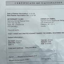 Thumbnail photo of Greyson 2 (FIV+) #2