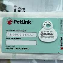 Thumbnail photo of Greyson 2 (FIV+) #3