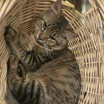 Thumbnail photo of Tigger, Sweetie, Julie, #1