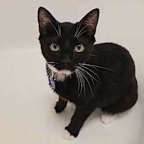 Thumbnail photo of Romeo #1