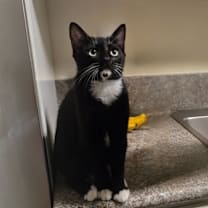 Thumbnail photo of Romeo #3