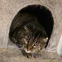 Thumbnail photo of Cheeks #4