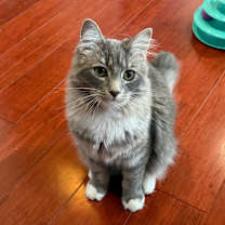 Thumbnail photo of Yubaba (aka Bubs) #4