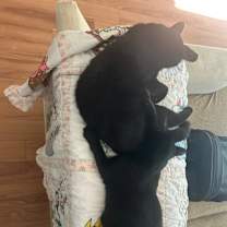 Thumbnail photo of Missy and Elouise #2