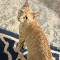 Thumbnail photo of Jazzy #2