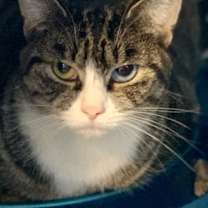 Thumbnail photo of Blue #3