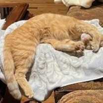 Thumbnail photo of Sunny #4