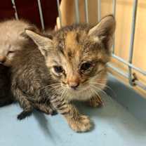 Thumbnail photo of Chicken Likey  #2