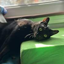 Thumbnail photo of Pistol Pete #2