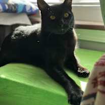 Thumbnail photo of Pistol Pete #3