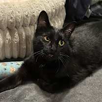 Thumbnail photo of Pistol Pete #4