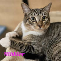 Thumbnail photo of Nibbler #4