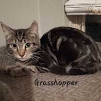 Thumbnail photo of Grasshopper #in-search-of-peace #1