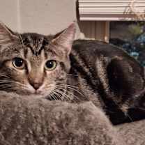 Thumbnail photo of Grasshopper #in-search-of-peace #2