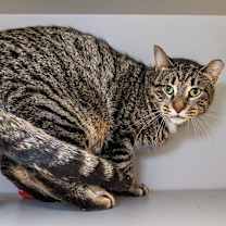 Thumbnail photo of Sage #2