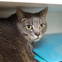 Thumbnail photo of Timone #1