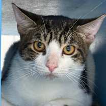 Thumbnail photo of Duvet #1