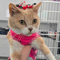 Thumbnail photo of Honey #2