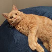 Thumbnail photo of Kool-Aid Man #3