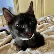 Thumbnail photo of Puma #1