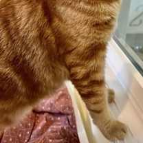 Thumbnail photo of Charlie (FCID# 12/18/2023 - 71 Trainer) #4