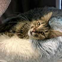 Thumbnail photo of Aphrodite #1