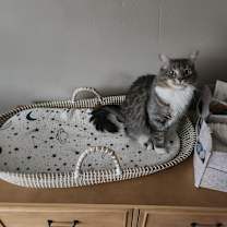 Thumbnail photo of Willow #1