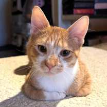 Thumbnail photo of Sunkist #1