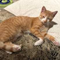 Thumbnail photo of Sunkist #3