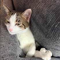 Thumbnail photo of Chippy #1