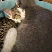 Thumbnail photo of Chippy #2