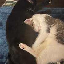 Thumbnail photo of Chippy #3