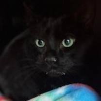 Thumbnail photo of Rue #2