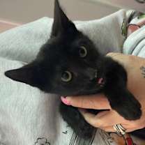 Thumbnail photo of Stealth  #2