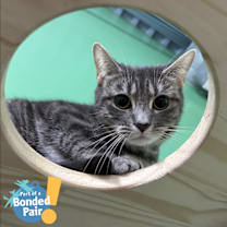 Thumbnail photo of Hairball #1