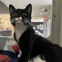 Thumbnail photo of Lady Lemonpepper #1