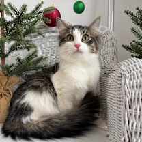 Thumbnail photo of Fried Eggs 55335 #3