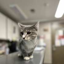 Thumbnail photo of Psycho/Tiger #2