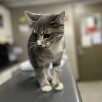 Thumbnail photo of Psycho/Tiger #3