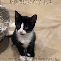 Thumbnail photo of Prescott 2.5 #1