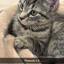 Thumbnail photo of Prescott 2.6 #3