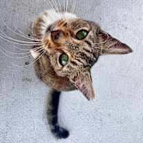 Thumbnail photo of Violet #2