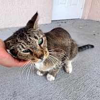 Thumbnail photo of Violet #3